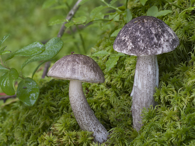 Leccinum variicolor